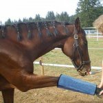 Horse Supplies Horse Supplies